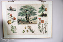 Load image into Gallery viewer, Old Dutch botanical school poster
